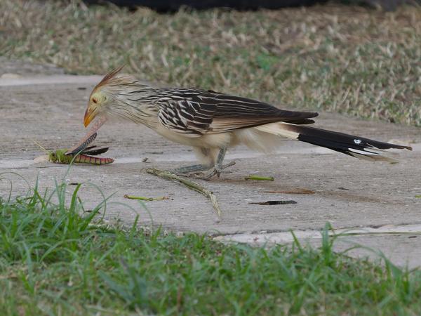 Guirakoekoek (Guira guira)